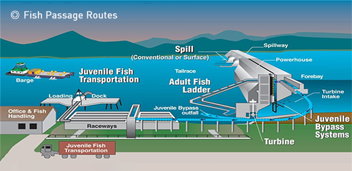 보니빌 댐(Bonneville Dam) 어도운영 시스템