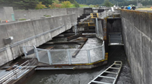 보니빌 댐(Bonneville Dam)의 구간별 어도 형식