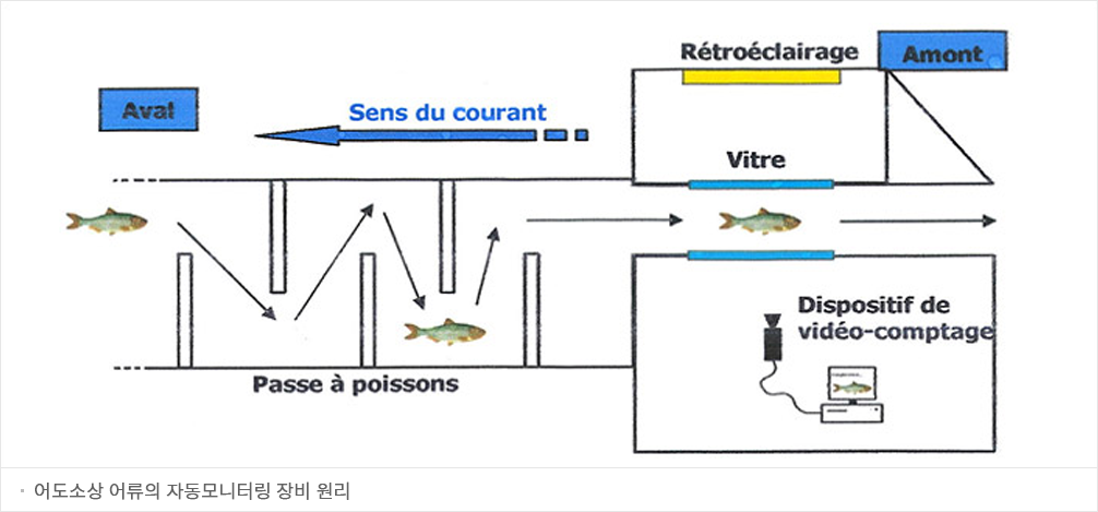 어도소상 어류의 자동모니터링 장비 원리