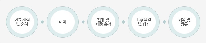 PIT (Passive Integrated Transponder) - tag 는 어류채집 및 순치, 마취, 전장 및 체중 측력, tag 삽입 및 접합, 회목 및 방류