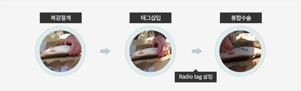 어류 이동경로 및 산란장 조사 순서는 1. 복강절개, 2. 태그삽입(radio tag) 3. 봉합수술