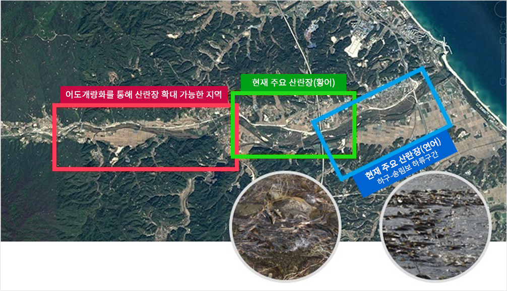 연곡천 회유어종 이동 경로 및 산란장